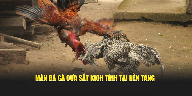 Màn đá gà cựa sắt kịch tính tại nền tảng